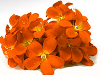 Orange Tropical Frangipani String Lights - LED Battery Power fairy lights - 5 Metre long - floral party decor gift