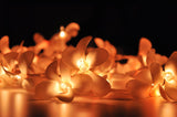 Orange Tropical Frangipani String Lights - LED Battery Power fairy lights - 5 Metre long - floral party decor gift