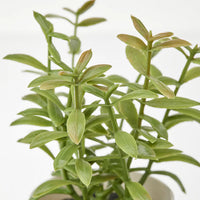 3 Artificial Herb Flower Pot Plants - Ripe Green Herbs in a 6cm White Pot - Gift or home decoration