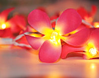 Pink Tropical Frangipani String Lights - LED Battery Power fairy lights - 5 Metre long - floral party decor gift