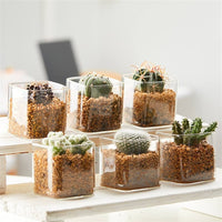 Square Clear Glass Tea Light Candle Holder - Large 7.5cm cube - Succulent Plant Holder - Party Decoration Homeware