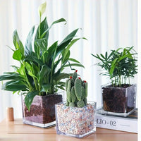 Square Clear Glass Tea Light Candle Holder - Large 7.5cm cube - Succulent Plant Holder - Party Decoration Homeware