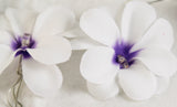 Purple & White Frangipani Flower - Battery Power fairy lights gift or table decoration