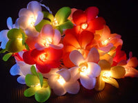 Tropical Mixed Colours Frangipani Flower Decorative Party Wedding LED Lights - 10 metre long with 100 bulb/flowers
