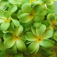 Tropical Green Frangipani Flower Decorative Party Wedding LED Lights - 10 metre long with 100 bulb/flowers