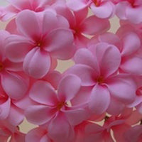 Pink Frangipani Flower Decorative Party Wedding LED Lights - 10 metre long with 100 bulb/flowers
