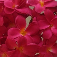 Red Frangipani Flower Decorative Party Wedding LED Lights - 10 metre long with 100 bulb/flowers