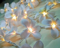 White Frangipani Lights - LED Battery Power fairy lights