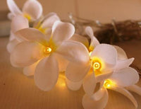 White Frangipani Lights - LED Battery Power fairy lights