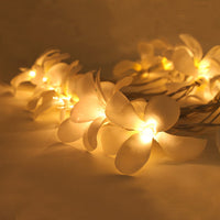 White Frangipani Lights - LED Battery Power fairy lights