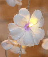 Purple & White Frangipani Flower - Battery Power fairy lights gift or table decoration