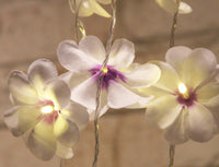 Purple & White Frangipani Flower - Battery Power fairy lights gift or table decoration