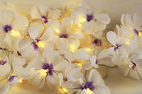 Purple & White Frangipani Flower - Battery Power fairy lights gift or table decoration