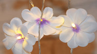 Purple & White Frangipani Flower - Battery Power fairy lights gift or table decoration